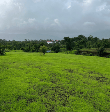outdoor greenary image