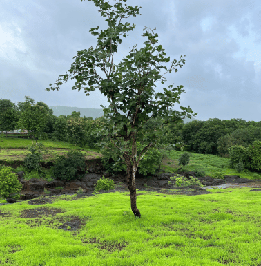 outdoor plant image